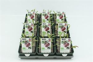 Afbeelding van Rode biet